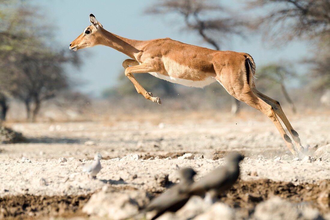Female impala jumping