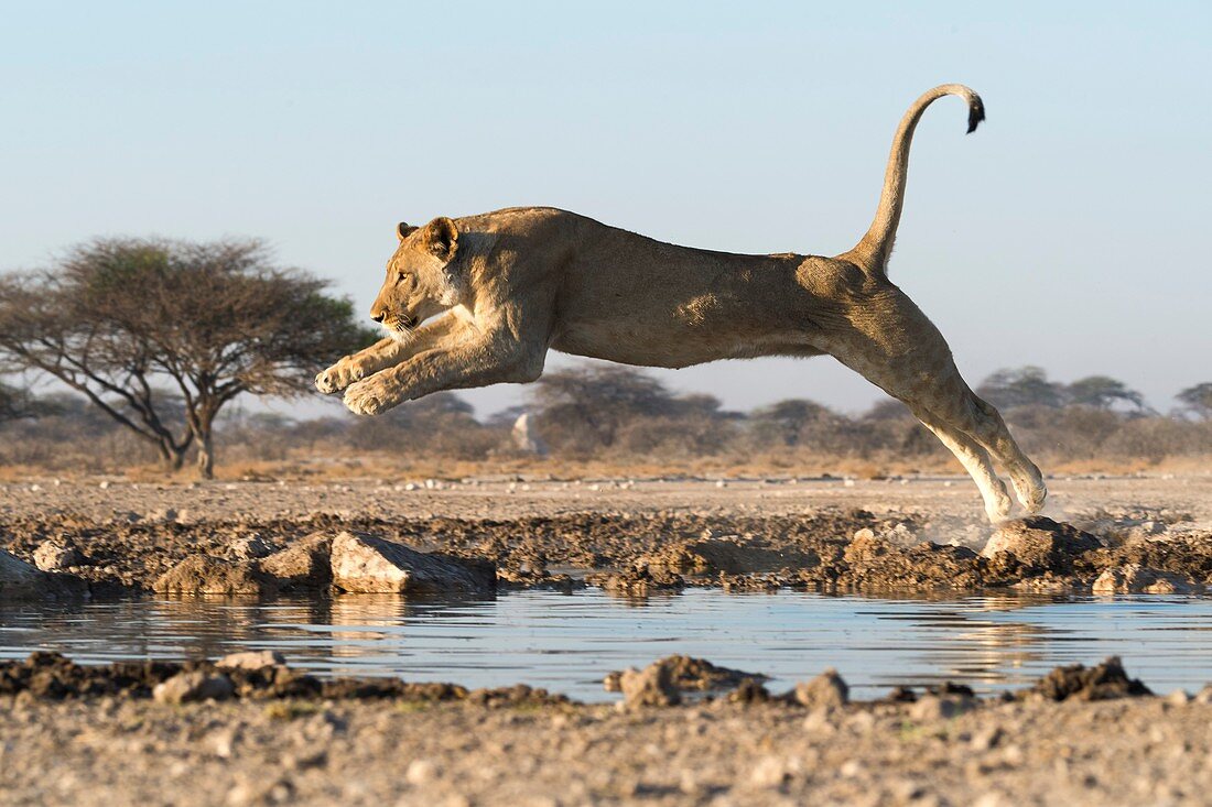 African lion jumping