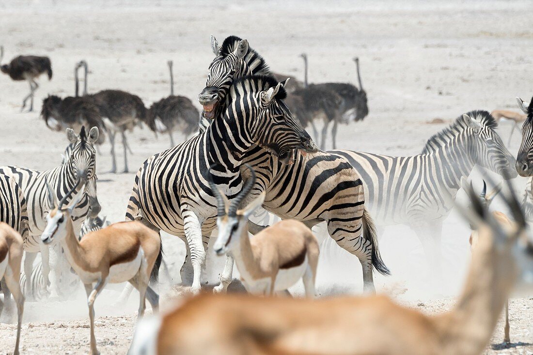 Zebra, springboks and ostriches