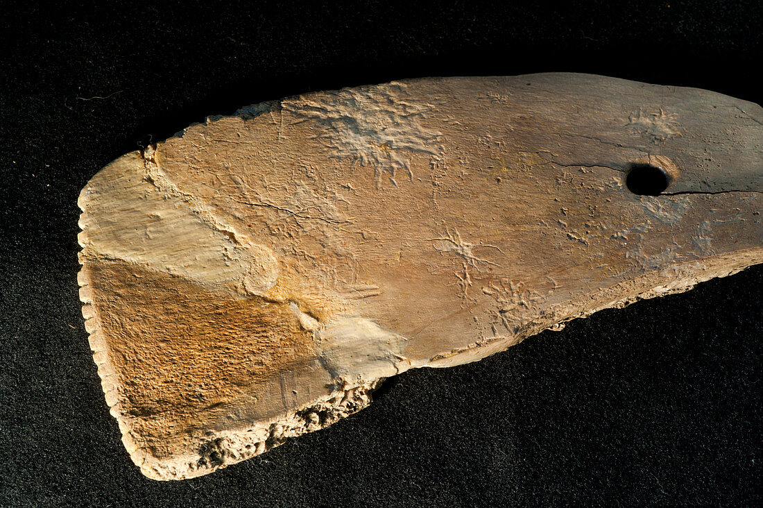 Bone spatula excavated from La Draga Neolithic site