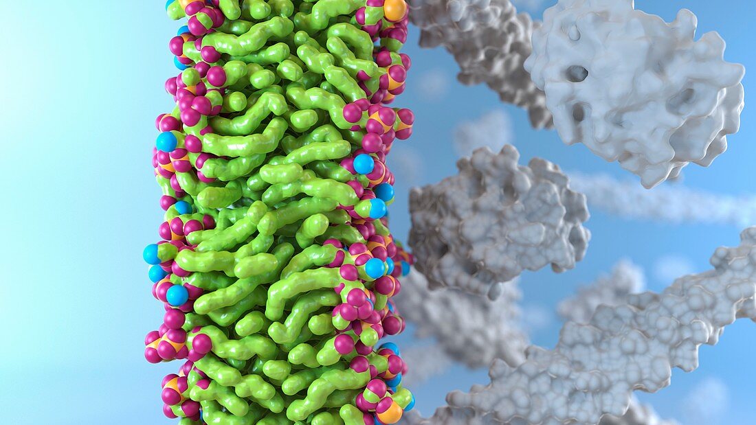 Lipid bilayer membrane, molecular model