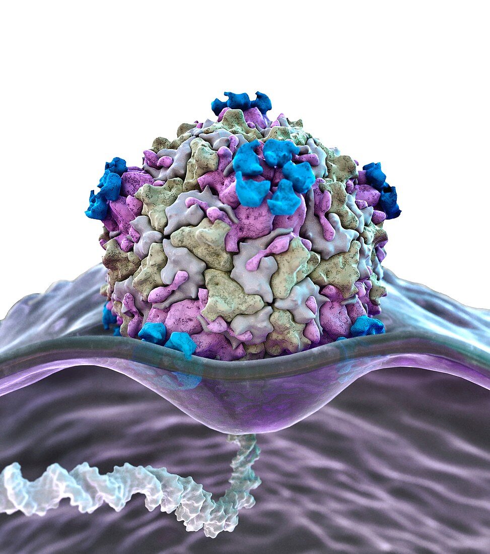 Virus particle infecting a cell, illustration