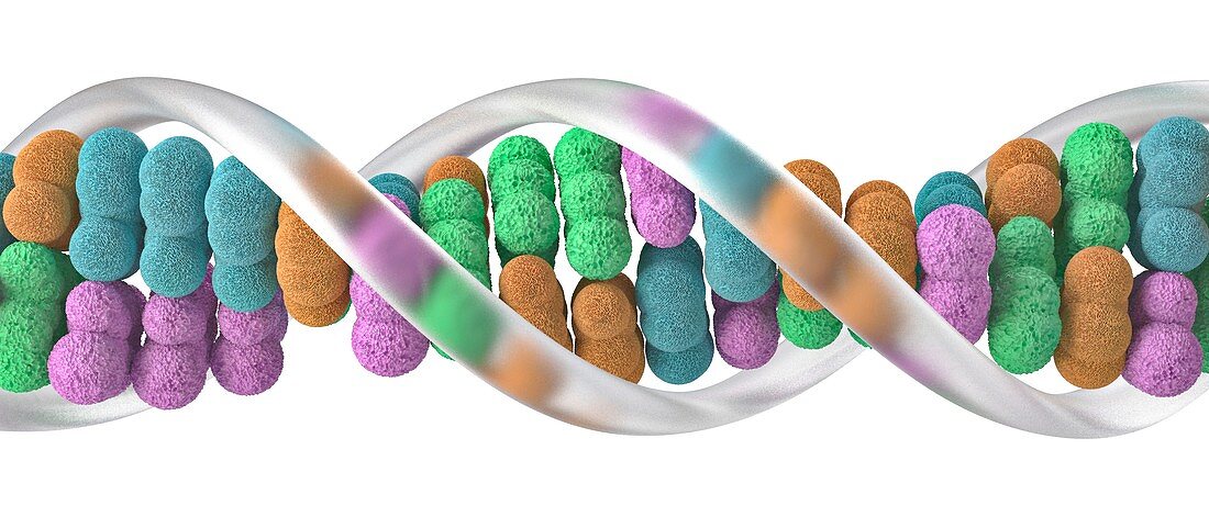 DNA molecular structure, illustration