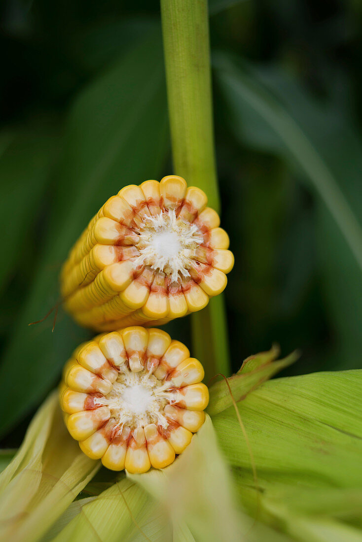 Ripe corn cob