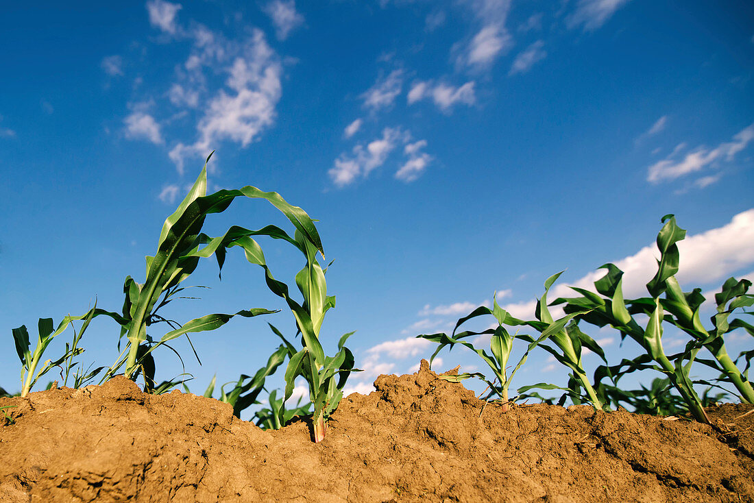 Young corn plants in field