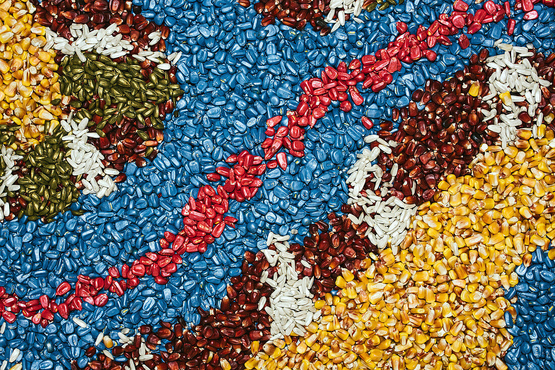 Multi-coloured corn seed