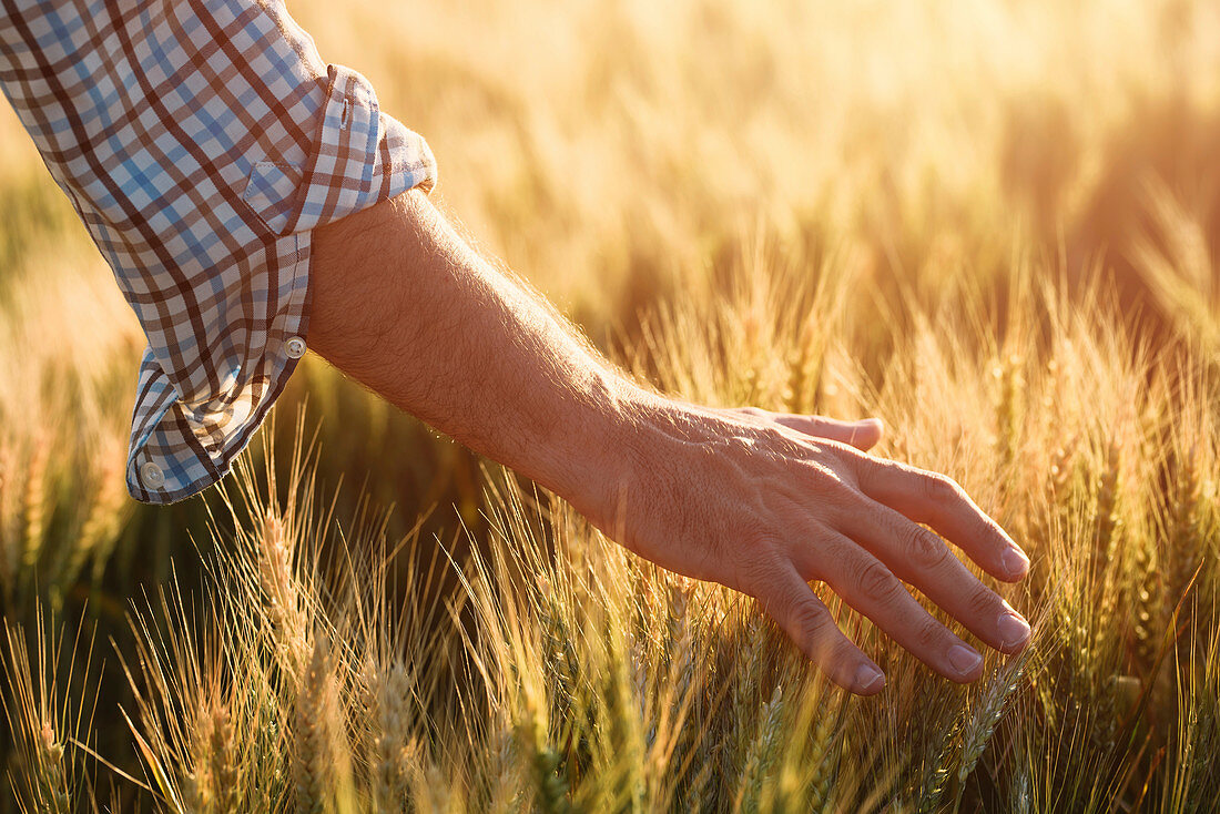 Farmer checking wheat crop