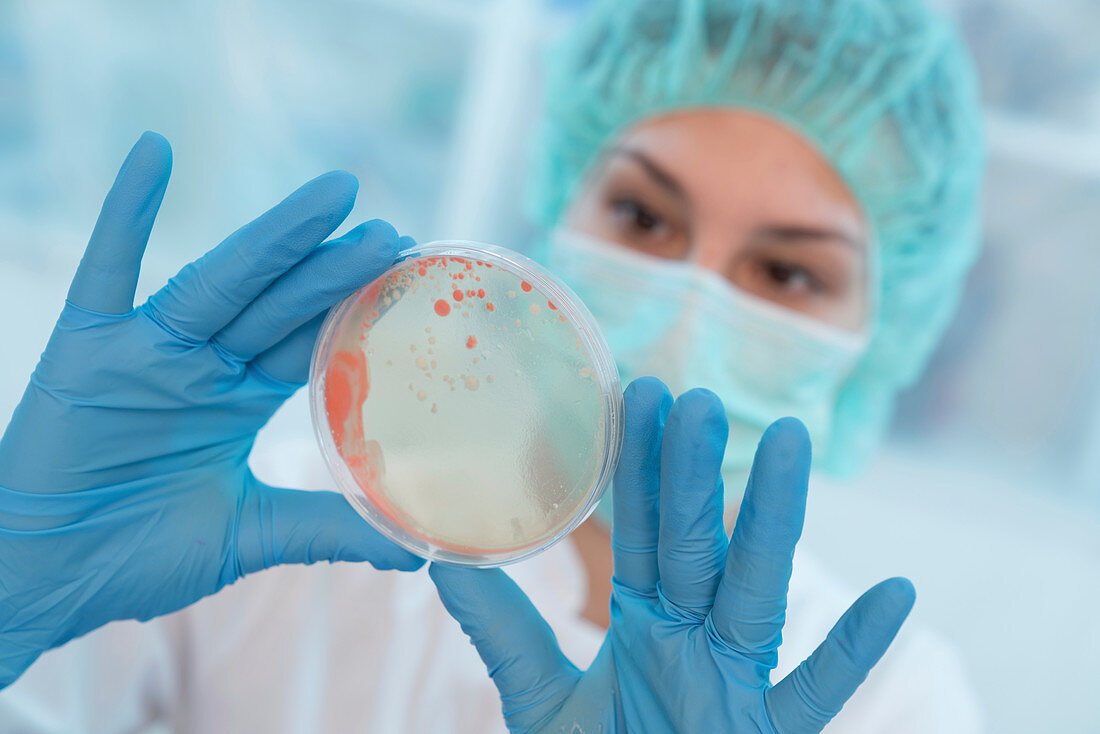 Scientist examining Petri dish