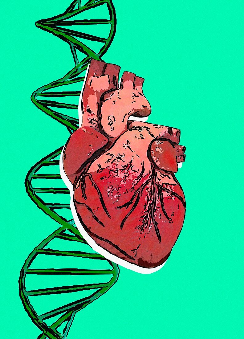 DNA strand and human heart, illustration