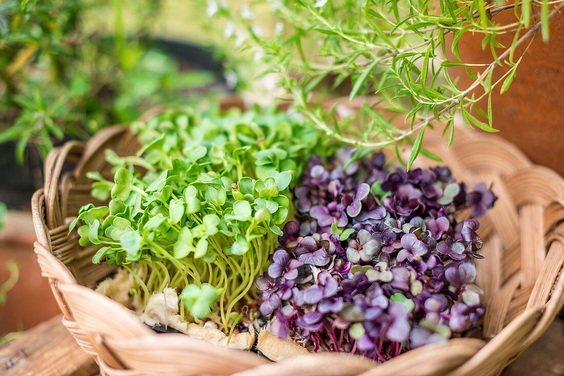 Frische rote und grüne Gartenkresse im Weidenkörbchen