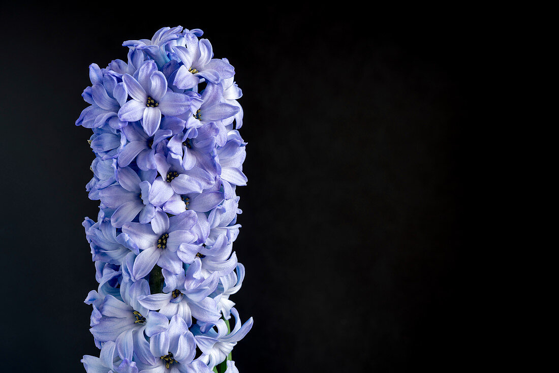 Hyacinth (Hyacinthus orientalis) flowers