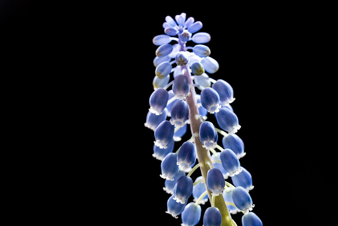 Grape hyacinth (Muscari sp.) flowers