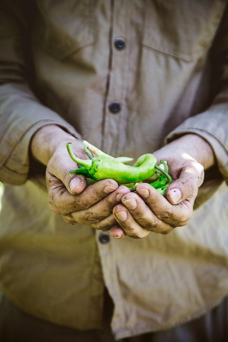 Männerhände halten frische grüne Chilischoten