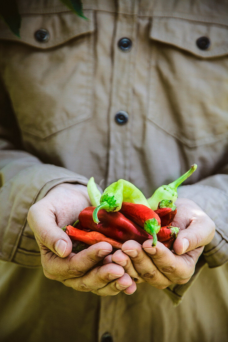 Männerhände halten frische grüne und rote Chilischoten