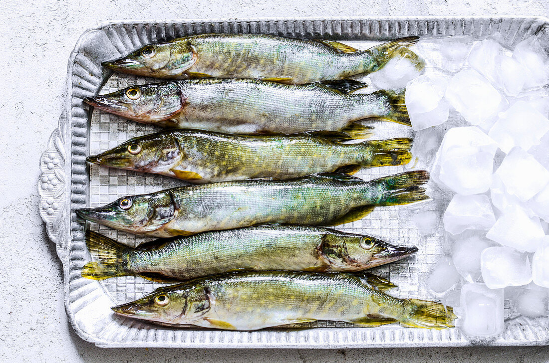 Fresh pikes on an aluminum tray with ice