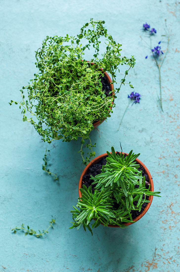 Thyme and rosemary, planted in clay pots on an old blue background