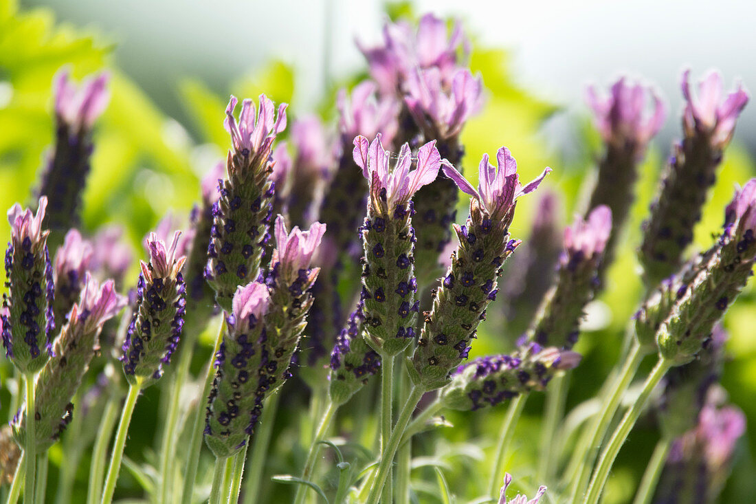 Lavendel im Sonnenlicht