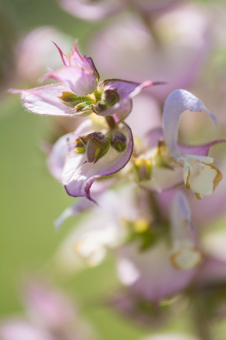 Flowering clary sage