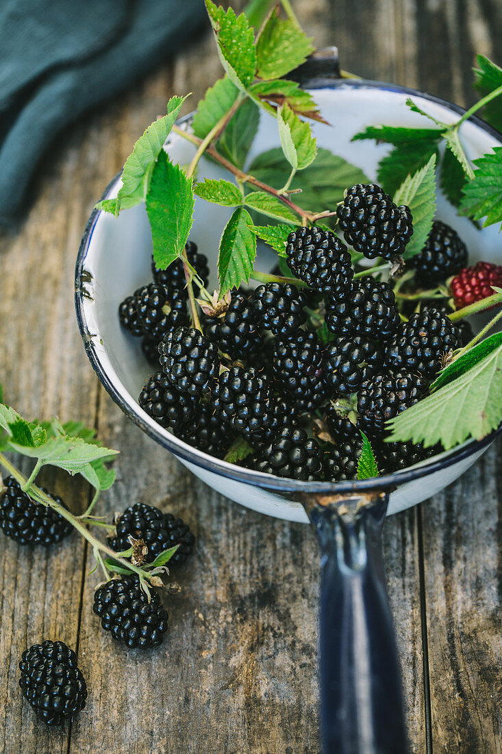 Fresh blackberries with leaves in an enamel saucepan