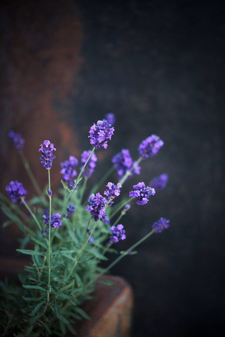 Blühender Lavendel