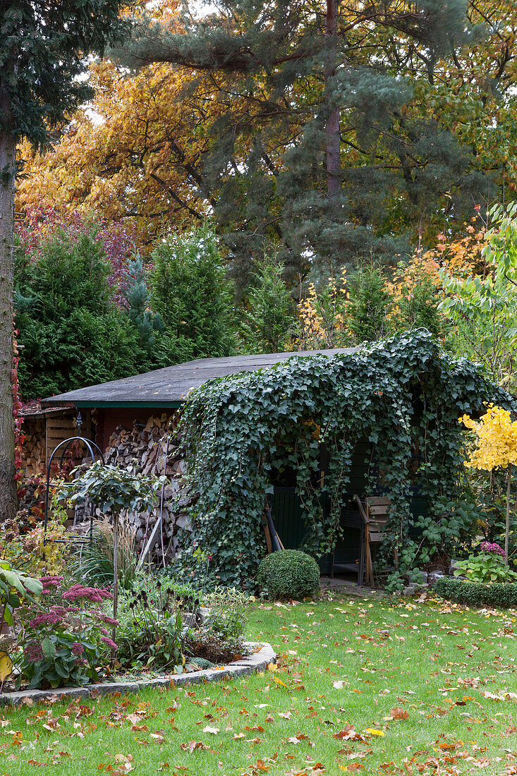 Schuppen mit Holzlager und Efeu bewachsen in herbstlichem Garten