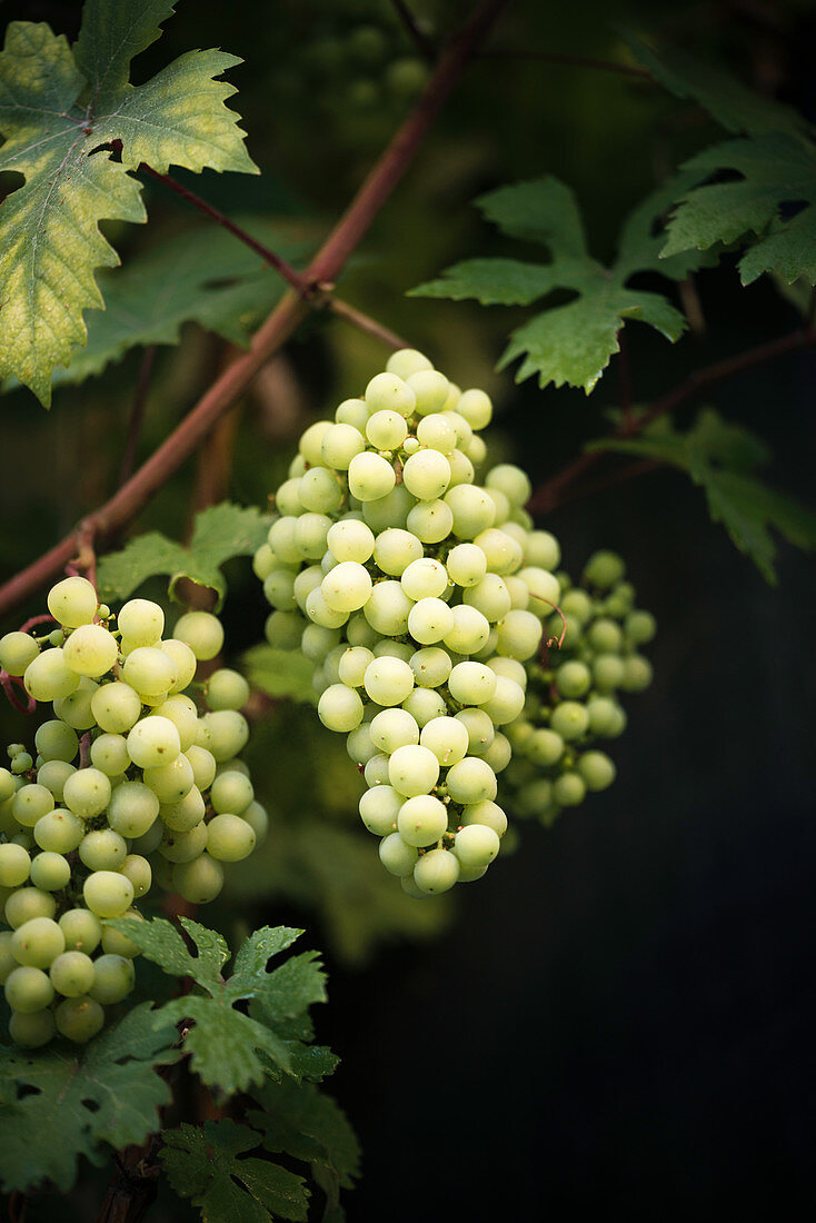 Ripening grapes on a vine