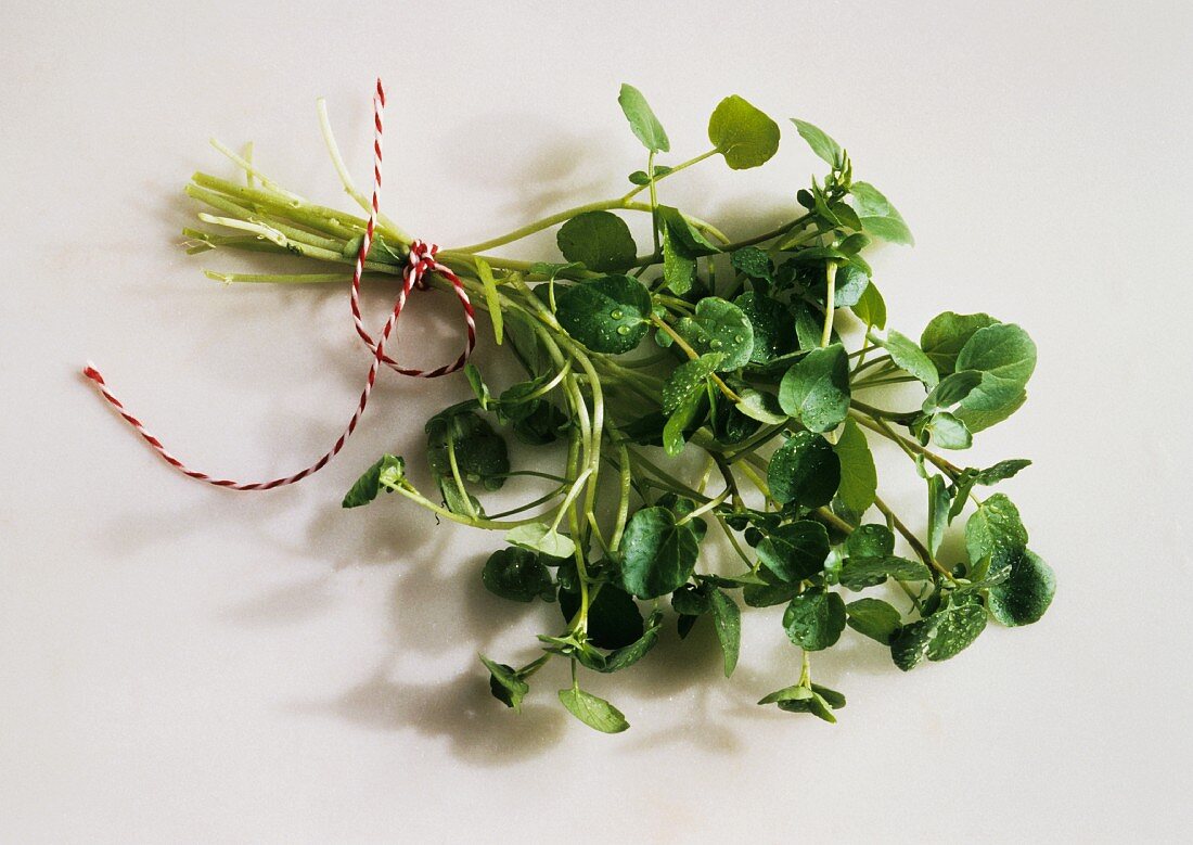 A Bunch of Watercress Tied with String