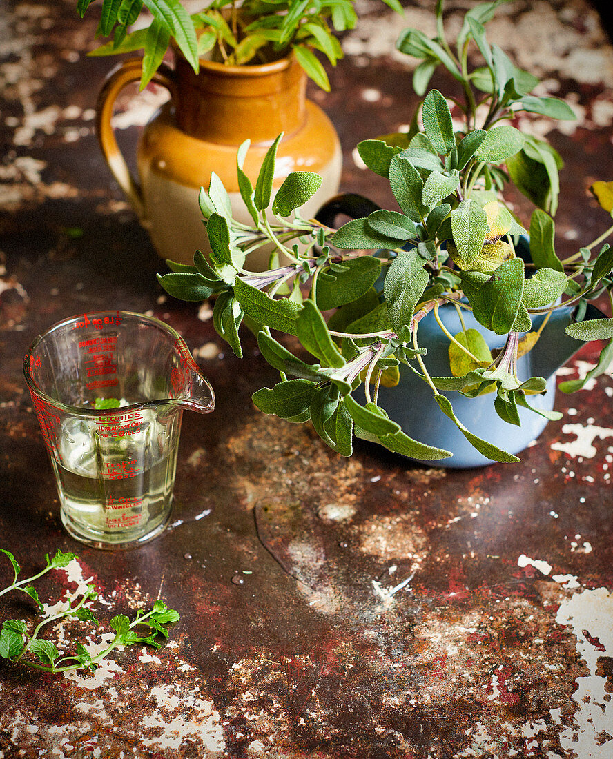 Sage planted in vintage jug