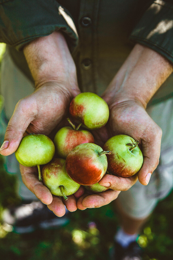 Mann hält frisch geerntete Äpfel in den Händen