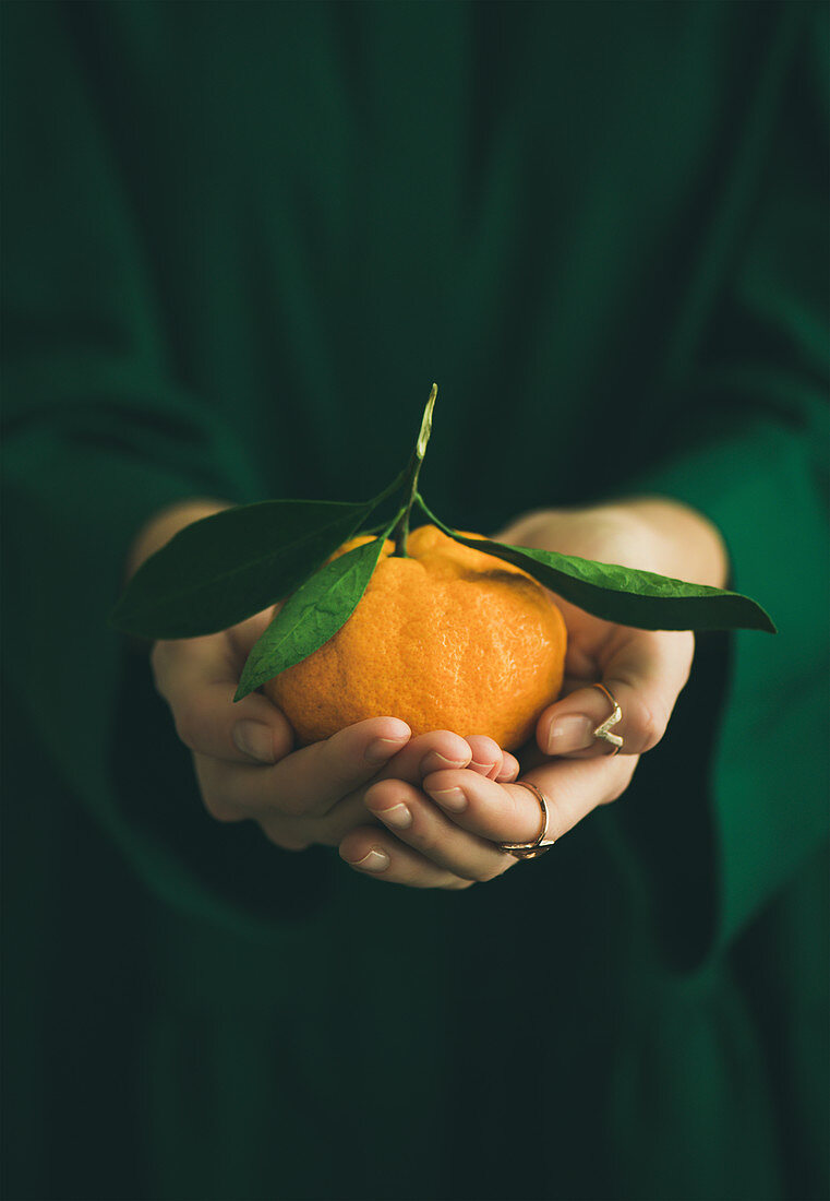 Fresh raw tangerine citrus fruit in hands