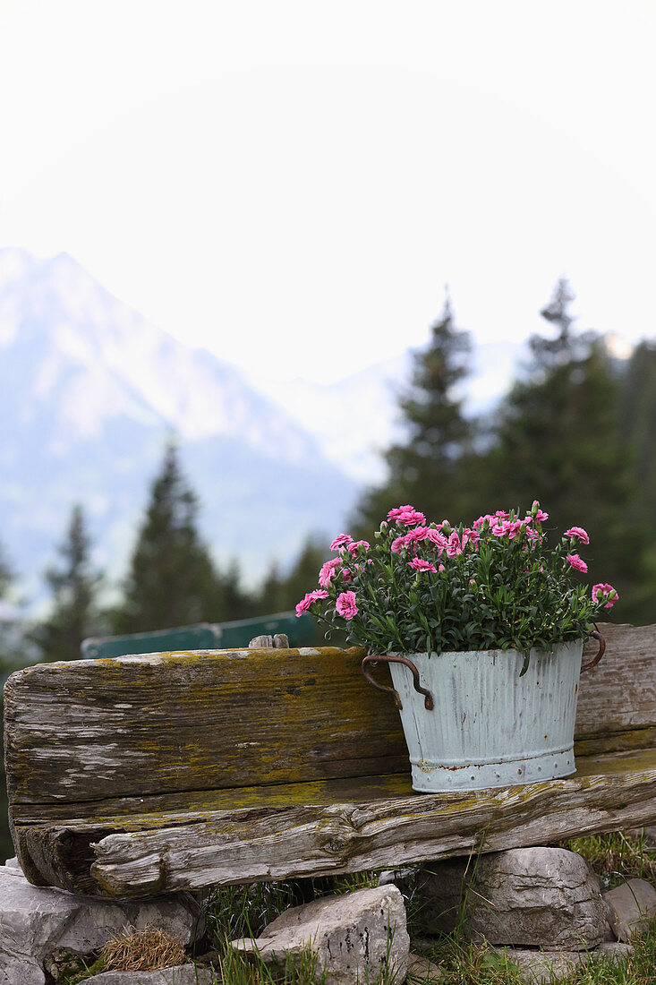 Blühende Nelken in Blumentopf vor Berglandschaft