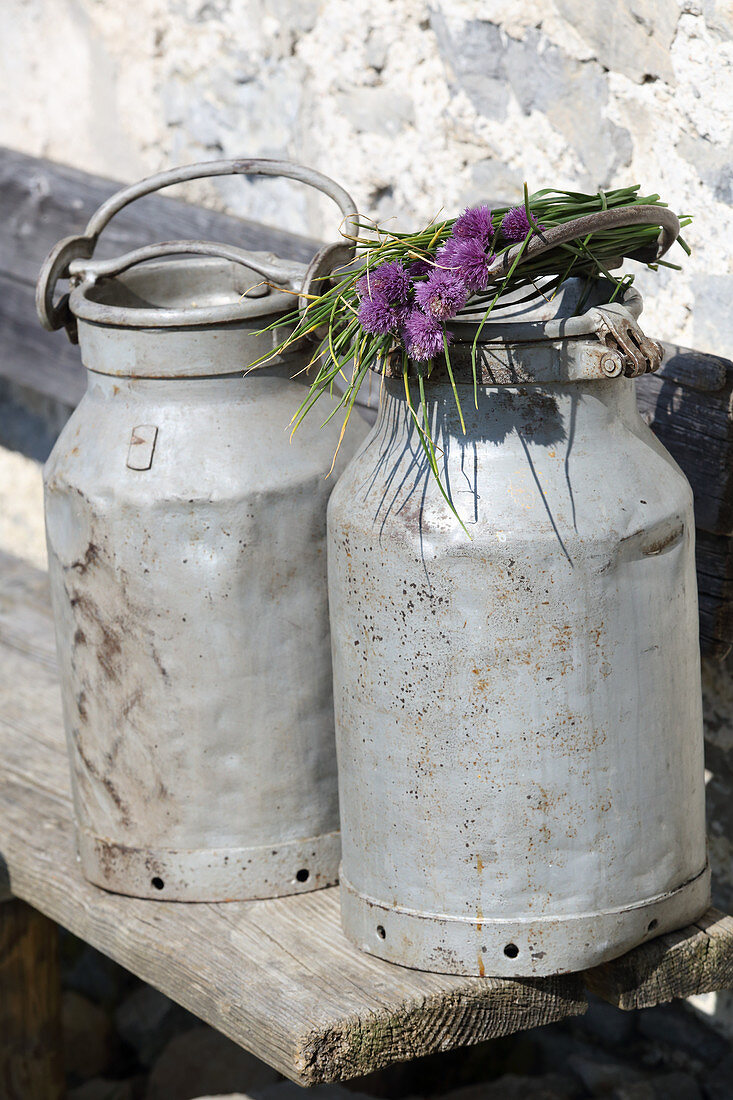 Flowering chives lying on top of milk churn