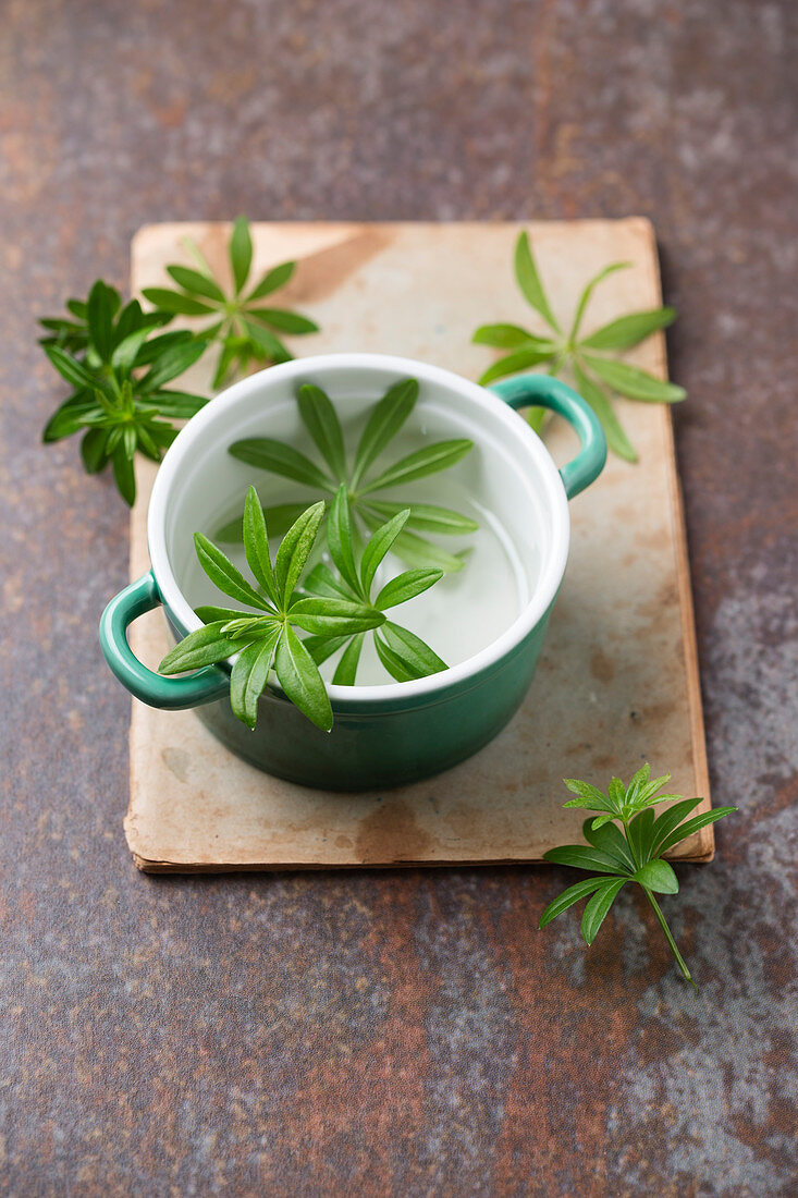 Fresh woodruff in a ceramic pot