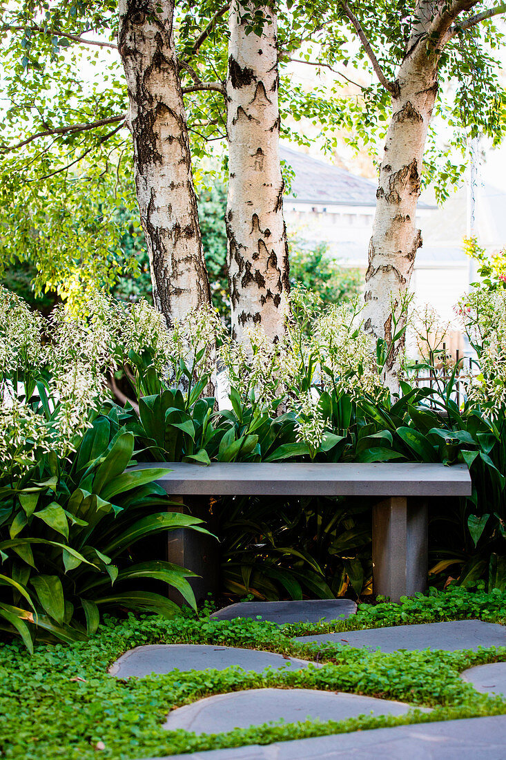 Stone slabs in front of a stone bench under three birch trees