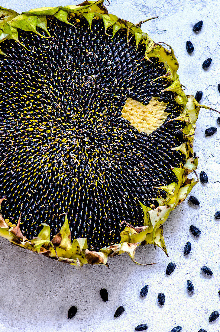 Reife Sonnenblume mit herzförmig ausgezupften Sonnenblumenkernen