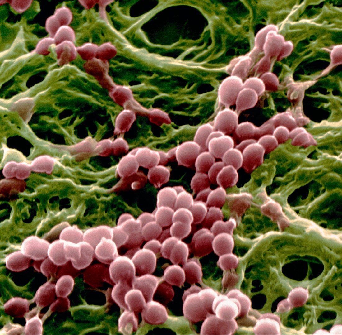 Branhamella catarrhalis bacteria