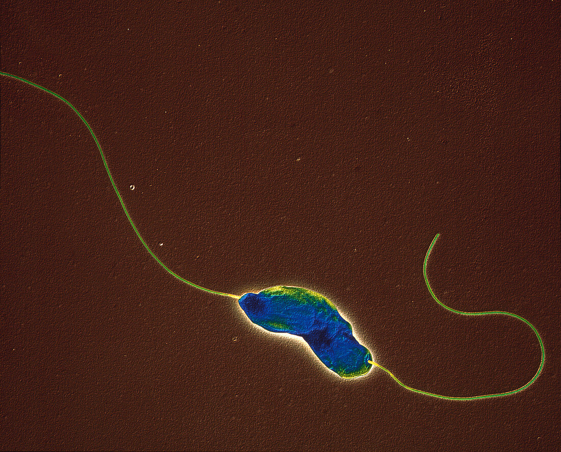 Campylobacter jejuni bacterium, TEM