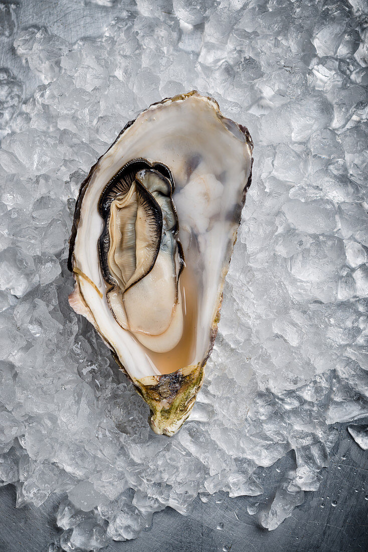 Oyster on Ice