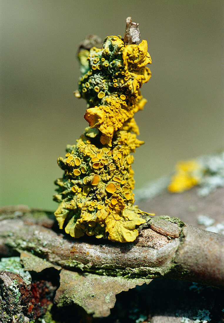 Common orange lichen on a twig