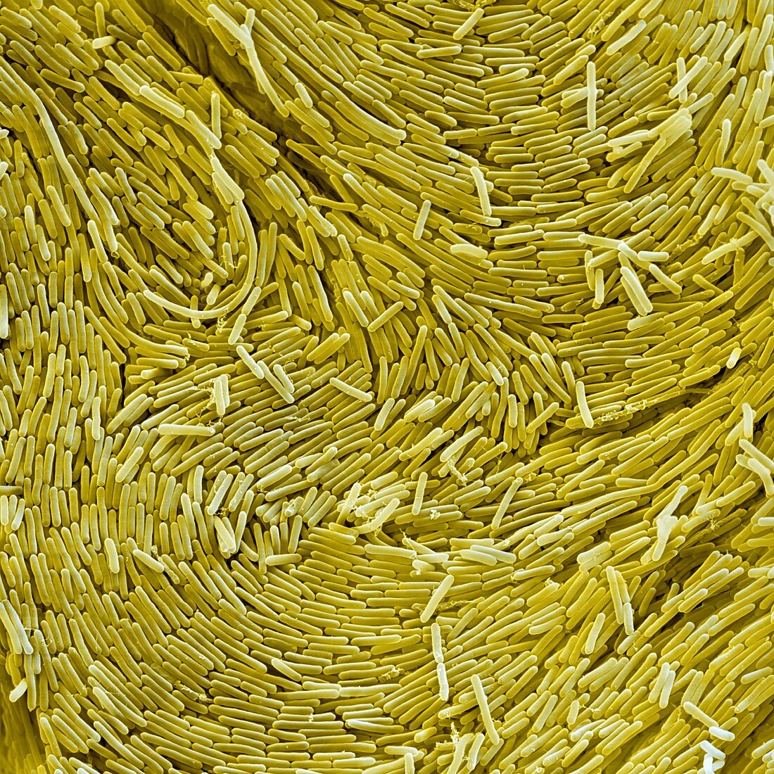 Bacillus sphaericus, SEM