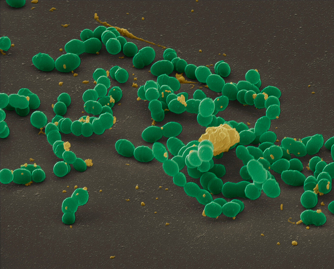 Streptococcus mutans bacteria