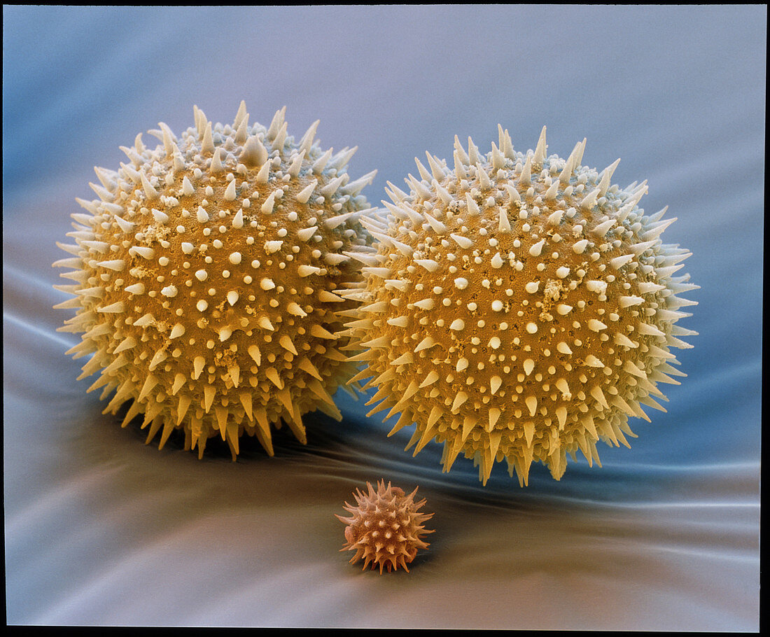 Malve Sonnbl Pollen 500x - Pollen von Malve und Sonnenblume