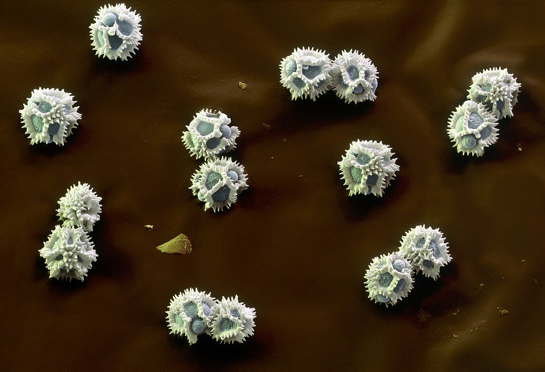 Pollen grains of chicory
