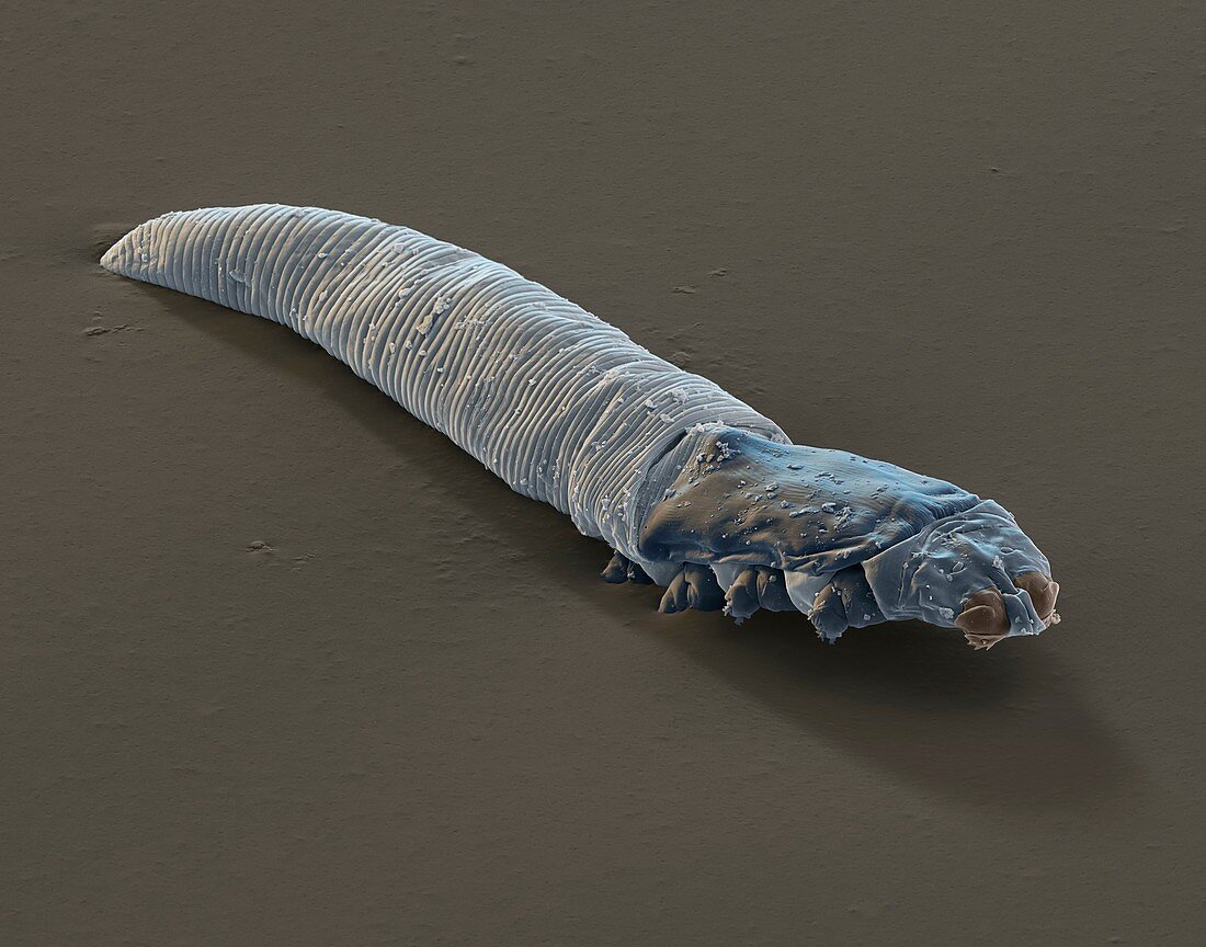 Demodex 800x - Demodex 800-1