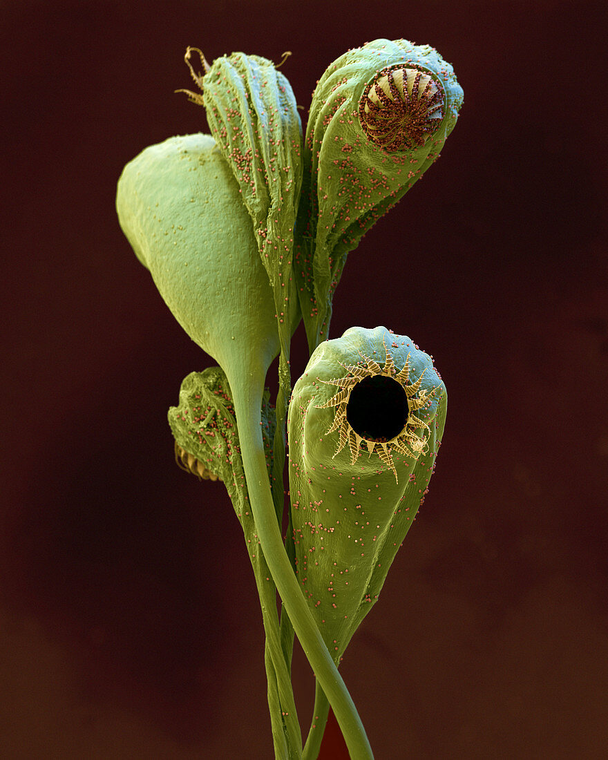 Funaria hygr 20x - Botanik, Bryidae, Funeriales, Funaria hygrometrica