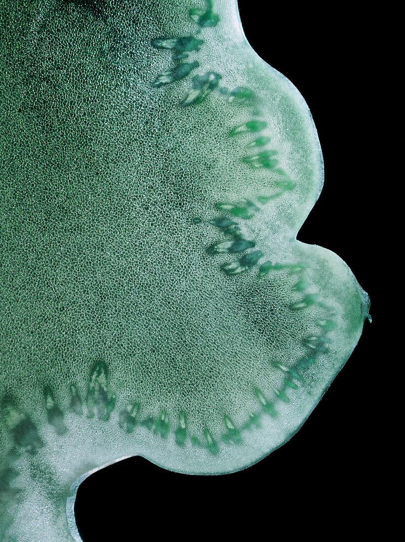 Broccoli stem, light micrograph
