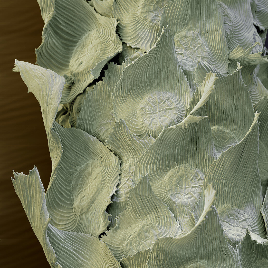 Bromeliad leaf scales SEM