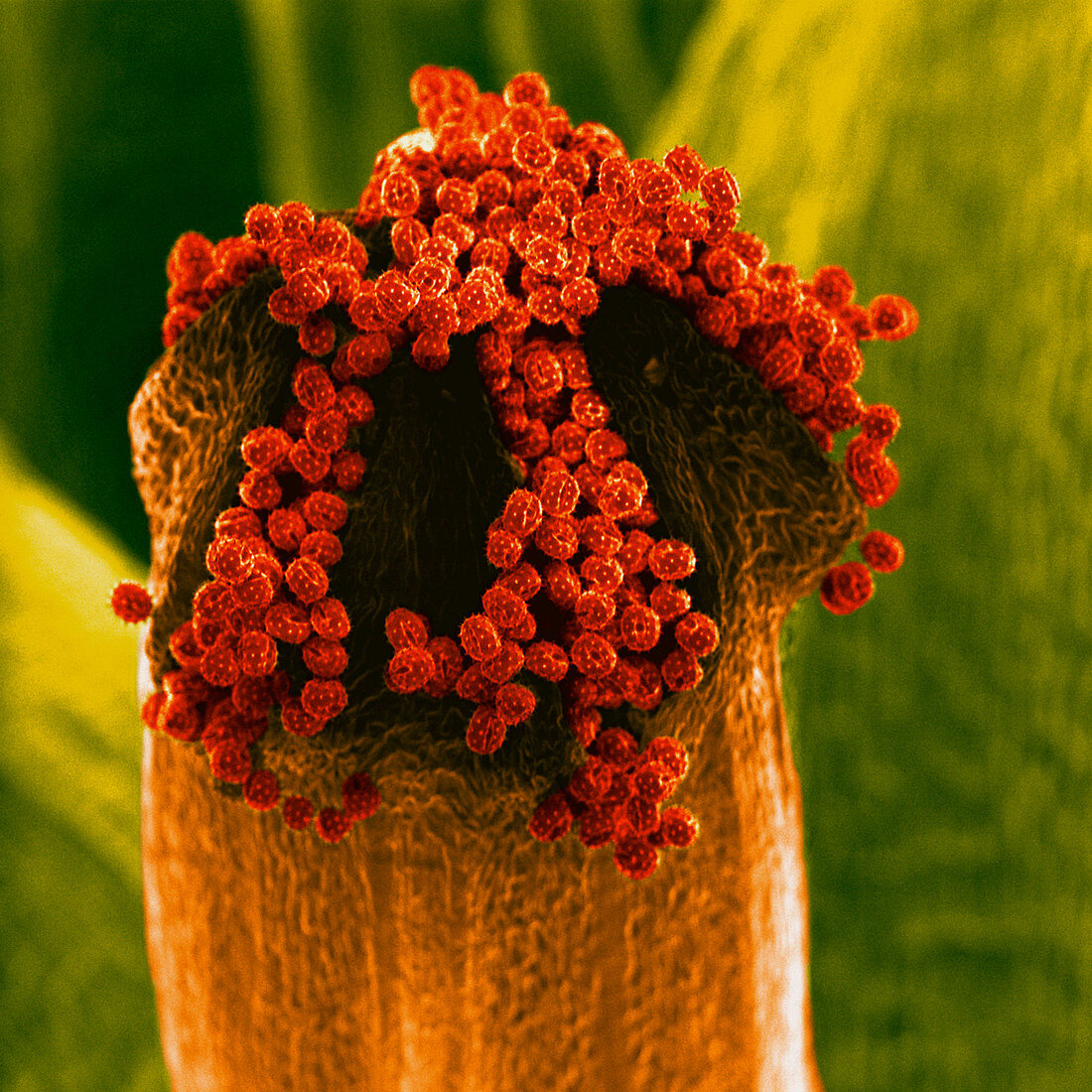 Coltsfoot pollen grains on stigma