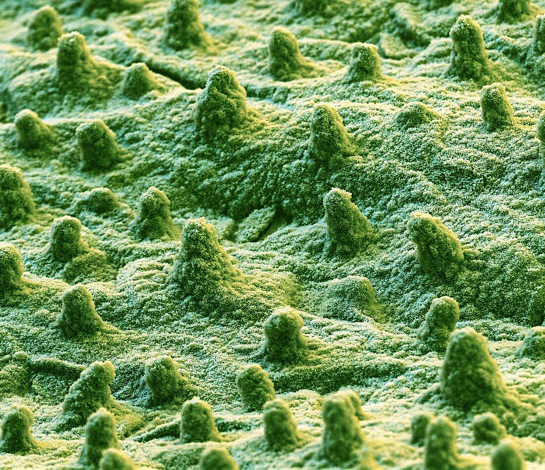 Lotus leaf surface, SEM