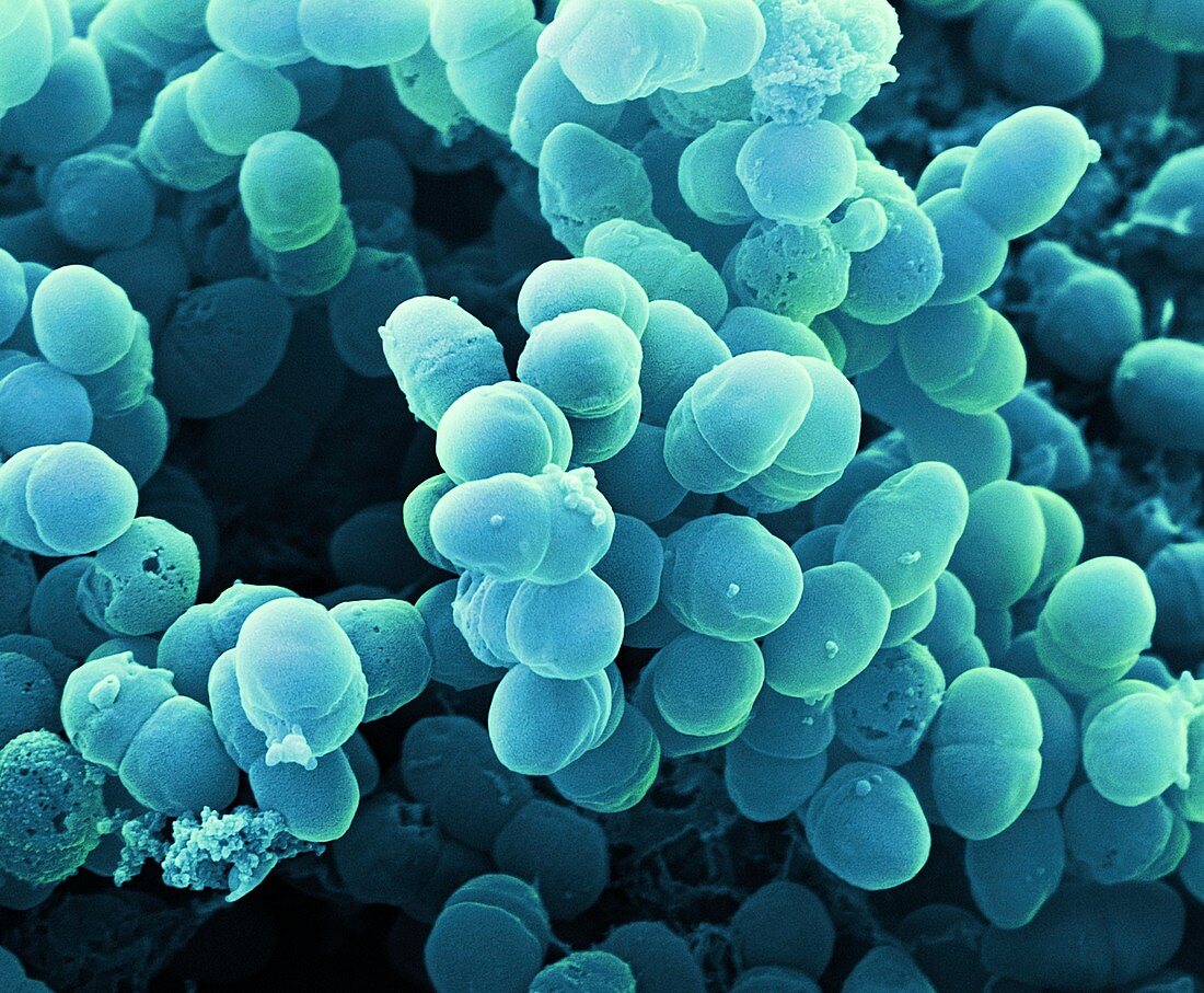 Staphylo epid 24kx - Bakterien, Staphylococcus epidermidis, 24 000-1